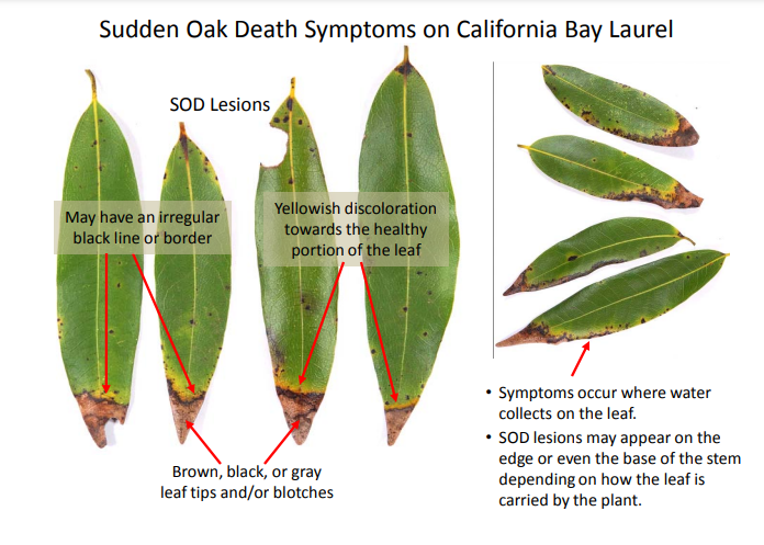 Sudden Oak Death Symptoms